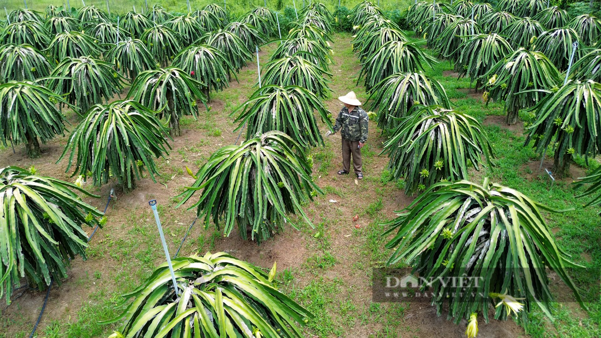 Triển vọng từ cây thanh long trên đất Mường Động Hòa Bình- Ảnh 2.