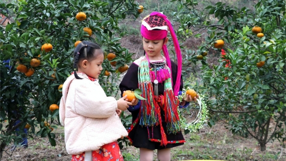 Van Don oranges in harvest season