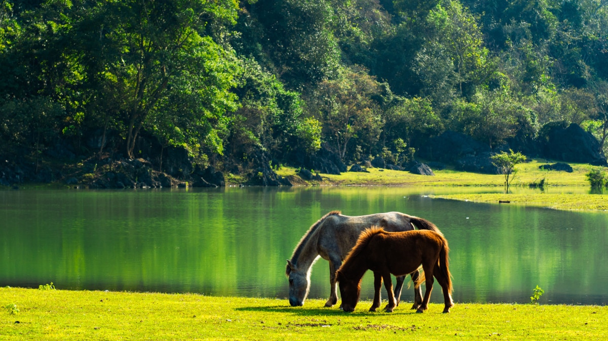 Dong Lam Grassland: 