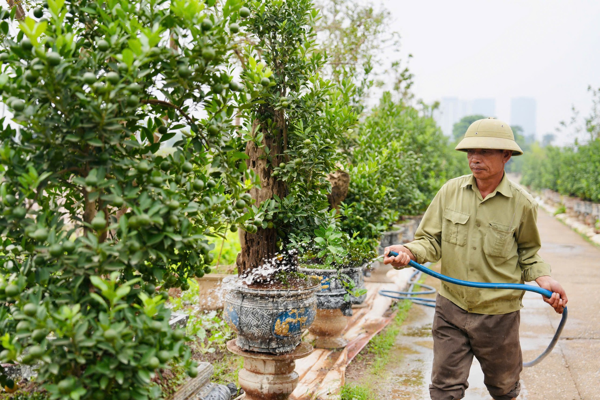 ដើម Kumquat 'គេចពីទឹកជំនន់' ហើយត្រៀមដាក់ដាំសម្រាប់បម្រើអតិថិជនក្នុងឱកាសបុណ្យចូលឆ្នាំថ្មី រូបថតទី 5