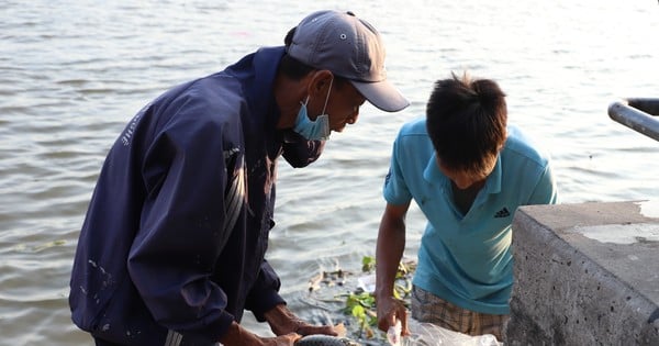 Primer plano de la captura de peces para liberarlos y venderlos a la gente cerca del río Saigón