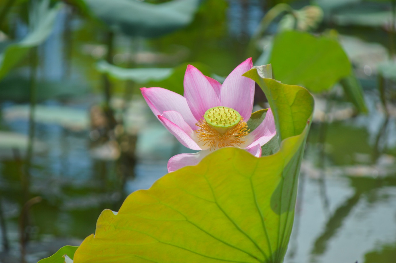 Brilliant lotus season in Tra Ly fields of Quang Nam - 8