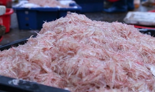 5-7 hours at sea, Ha Tinh fishermen earn tens of millions of dong thanks to a big catch of shrimp photo 2