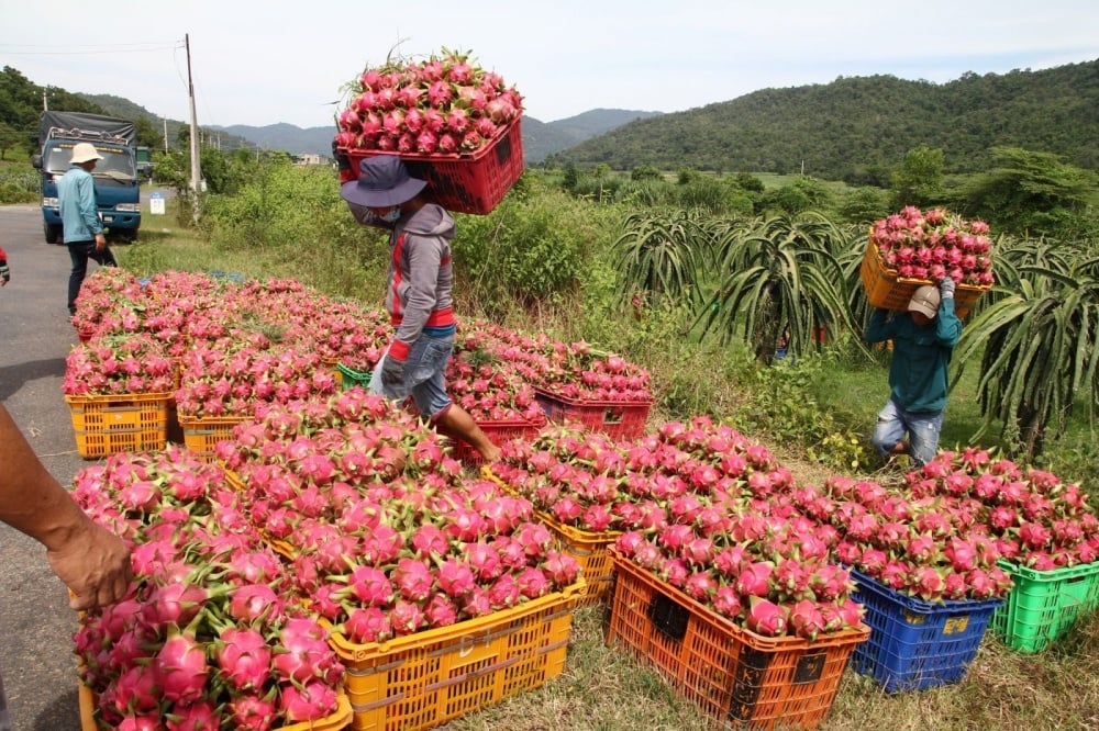 Hàng rào kỹ thuật nhìn từ chuyện trái thanh long, sầu riêng