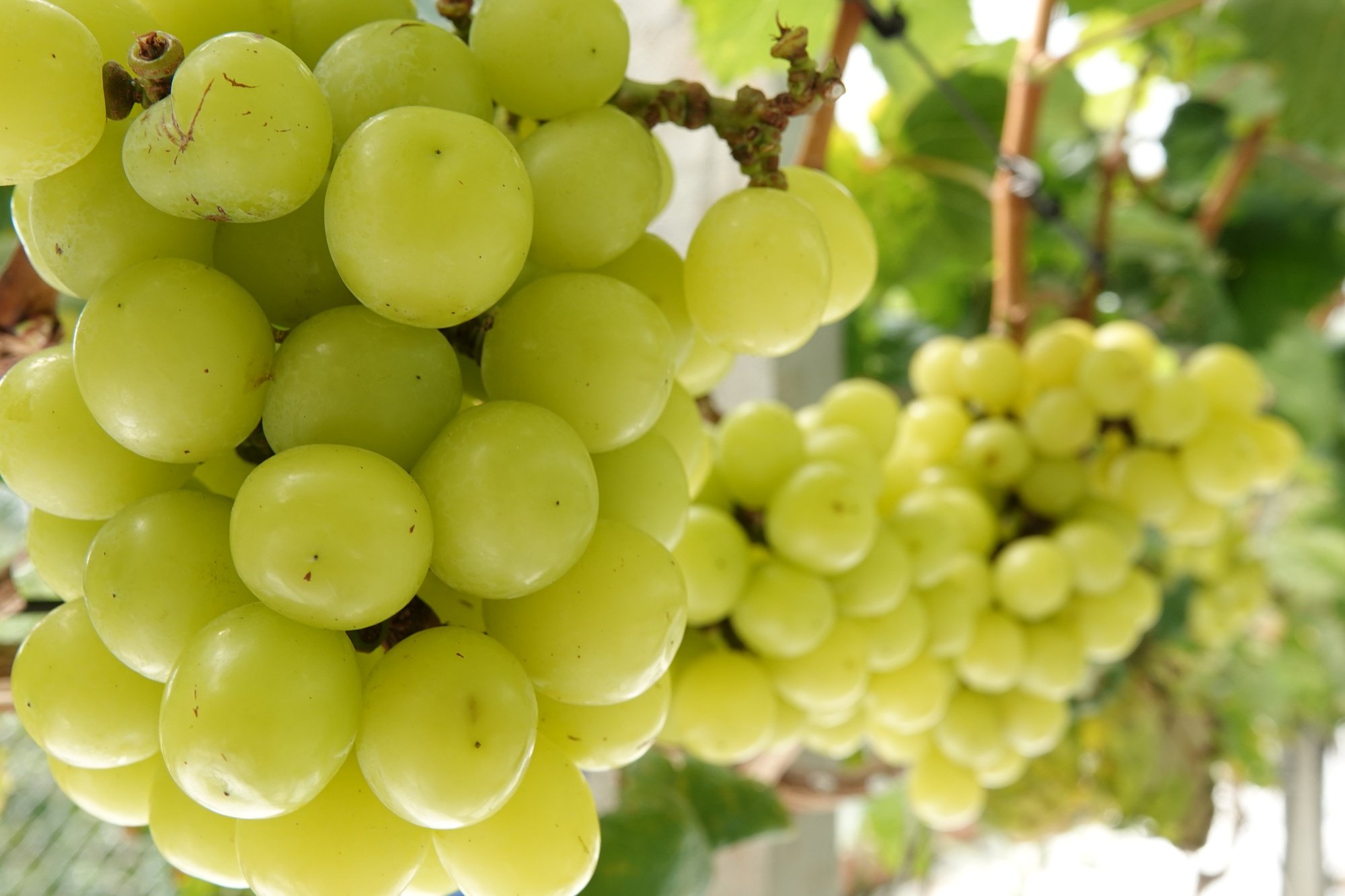 El pionero trajo uvas peonía desde Corea para cultivarlas en la región suroeste - Foto 7.