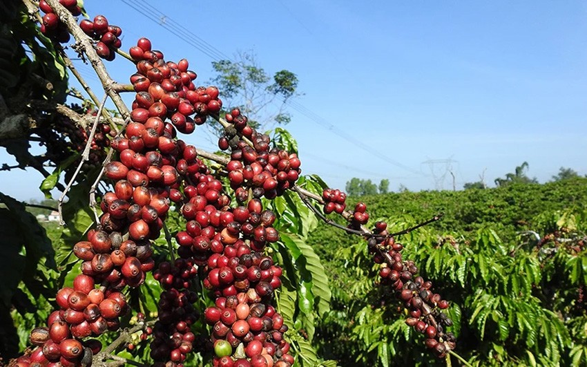 Aumenta la presión sobre los inventarios y siguen cayendo los precios de exportación del café