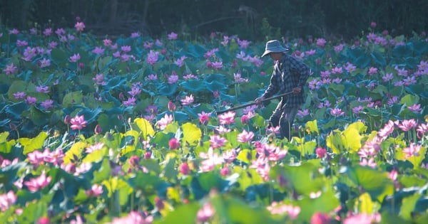 Trà Lý mùa sen đua nở