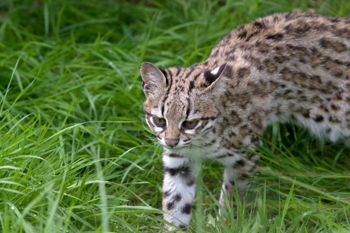 世界最大の野生ネコ科動物の迫力に圧倒される - 3