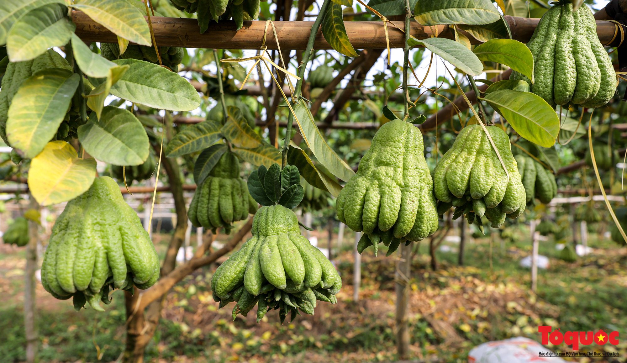 Der größte Buddha-Hand-Obstgarten im Norden während der Tet-Saison