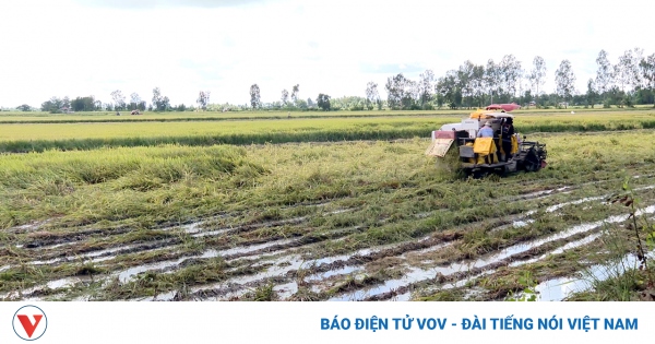 Hơn 12.600 ha lúa Hè Thu ở Bạc Liêu bị đổ ngã, gần 220ha bị mất trắng