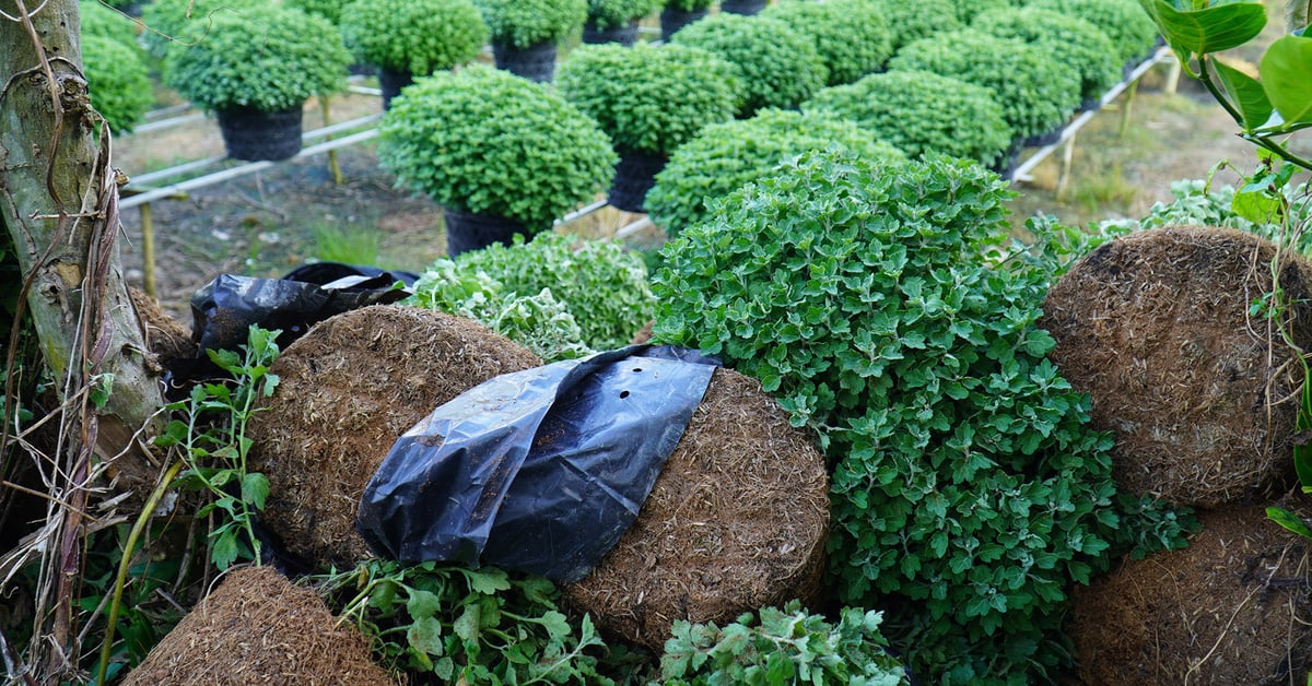 Les jardiniers de Ben Tre doivent arracher les fleurs du Têt, avec un profond regret mais faisant preuve de « détermination et de dynamisme »