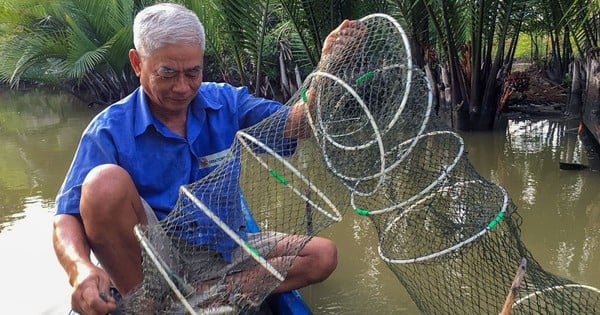 Nuôi tôm quảng canh cải tiến thuận theo ý trời ở Cà Mau, bắt toàn con to bự, người ta tranh nhau mua