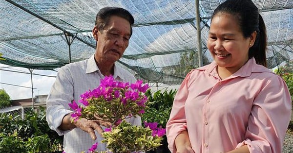 Cultivando buganvillas, una planta ornamental de gran atractivo que florece demasiado rápido como para detenerse, una persona de Ben Tre gana cientos de millones en ingresos