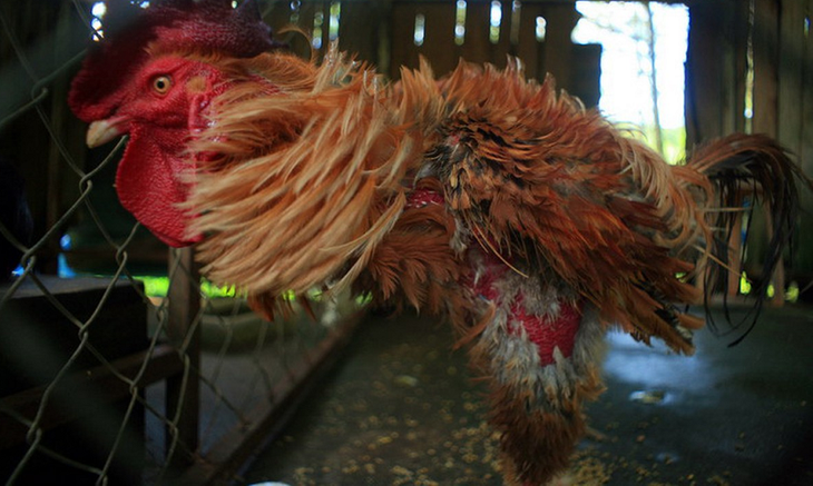Sika deer walk on two legs and a series of strange animals in Vietnam - Photo 5 Huou sao di bang 2 chan va loat dong vat ky di o Viet Nam-Hinh-5