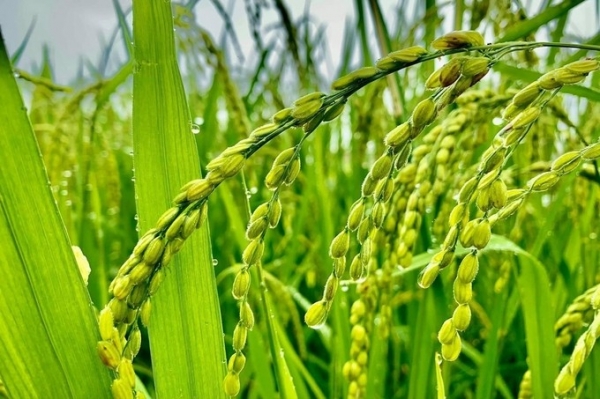 Prix ​​du riz aujourd'hui 13 novembre 2024 : Le prix du riz a augmenté de 100