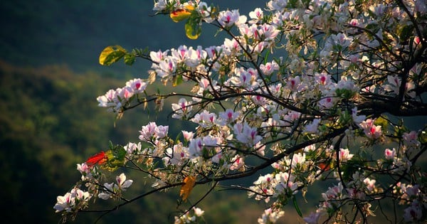 북서부 반꽃 축제 시즌 동안 디엔비엔으로 가는 이중 항공편