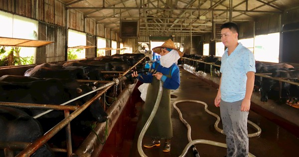 Hai Duong businessman raises 3B cows and earns 15 billion in revenue