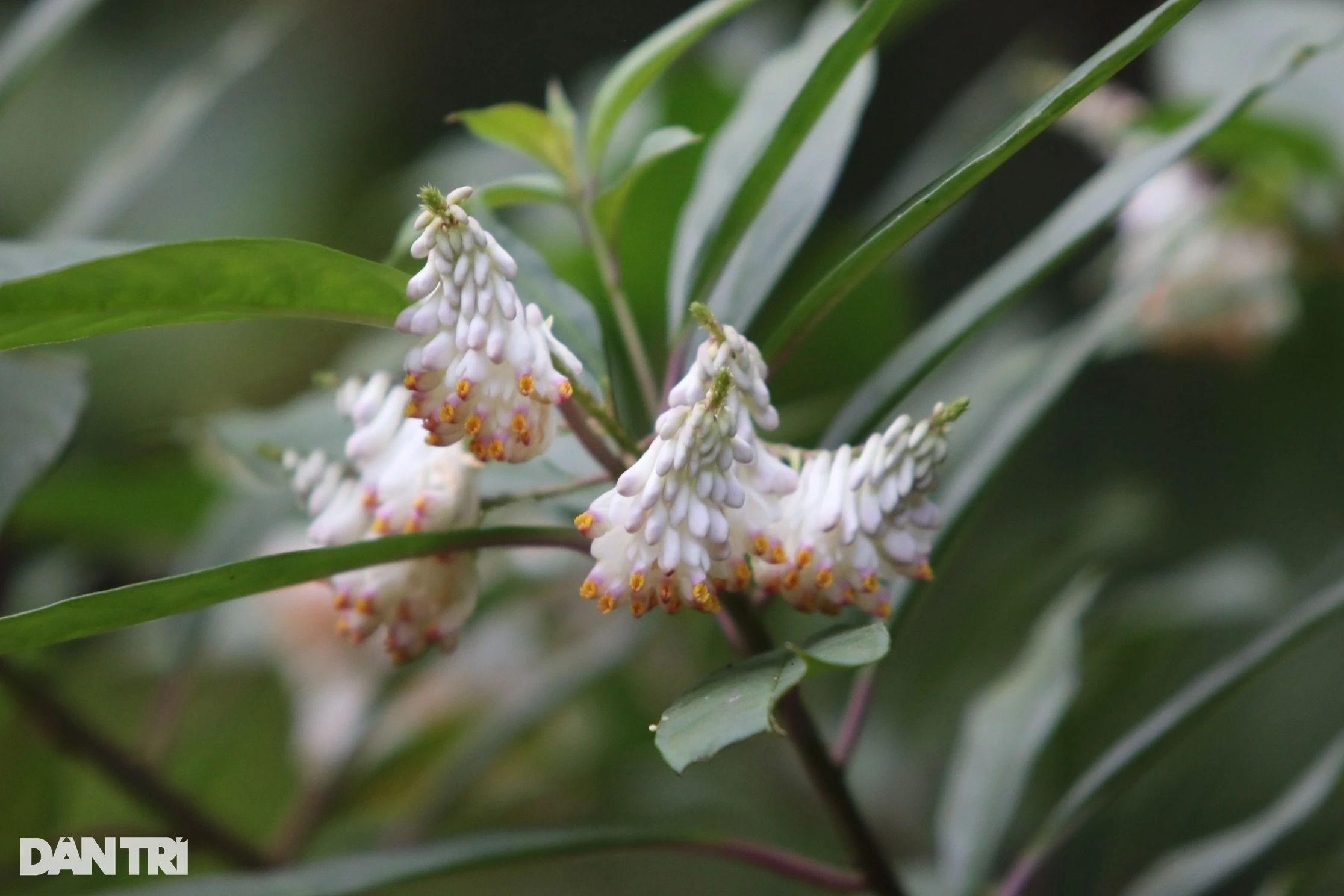 Montez au sommet de Bach Ma pour voir les orchidées vanille et les rhododendrons en fleurs