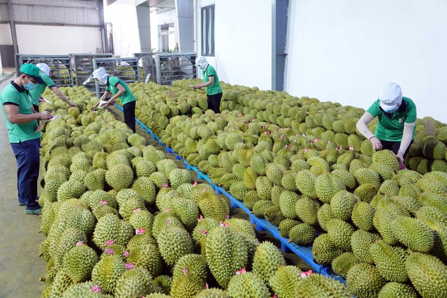 Sólo Vietnam tiene durian fresco para la venta.