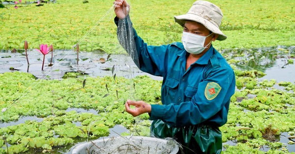 La cría de bagres en el mismo estanque que los caracoles manzana negros y los mejillones de Can Tho convierten el "producto de una familia pobre" en una especialidad