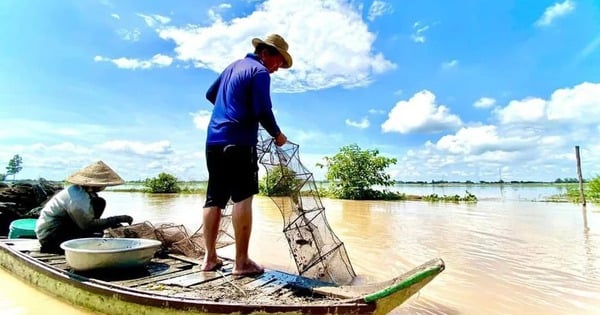 Junger Linh-Fisch, ein Produkt der Hochwassersaison im Westen, ist eingetroffen und das Hochwasser hat die Felder im Oberlauf des An Giang überschwemmt.