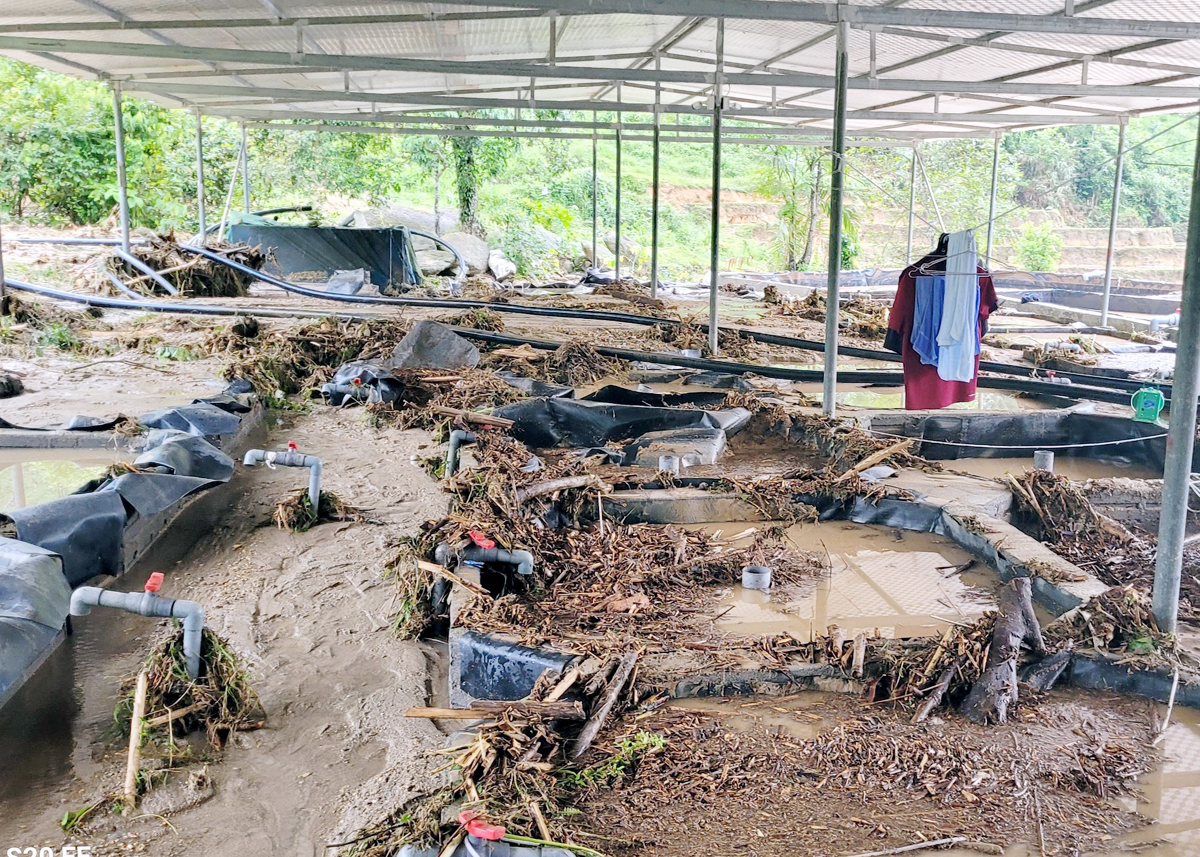 65 sturgeon breeding tanks of Mr. Pham Van Nhieu's household were damaged by natural disasters (Photo courtesy of CTV).