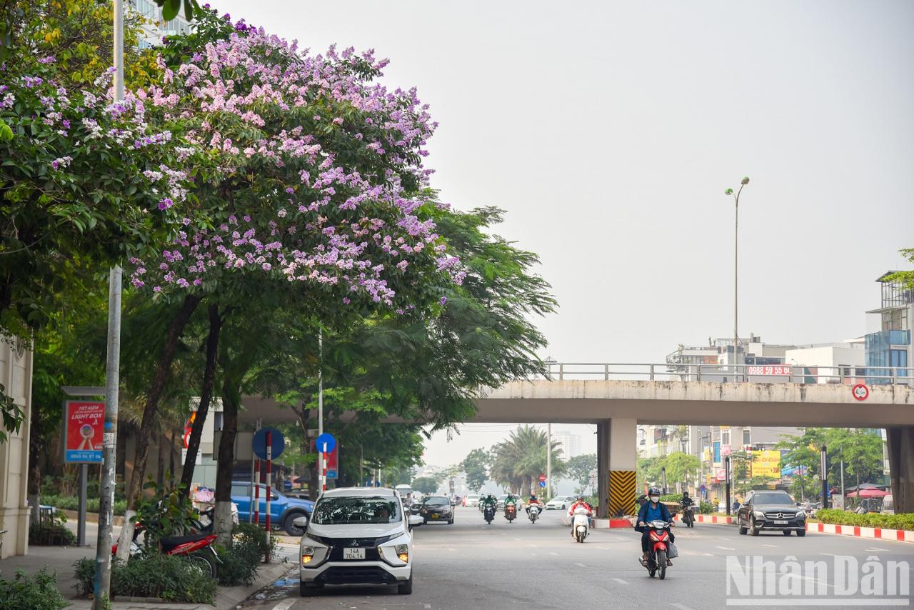 [Ảnh] Hoa bằng lăng bung nở rực rỡ trên đường phố Hà Nội ảnh 2