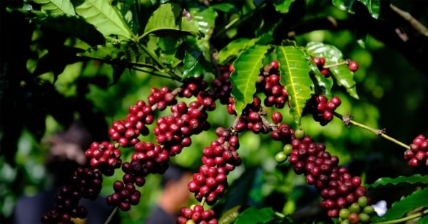 Inländische Kaffeepreise nehmen Fahrt auf