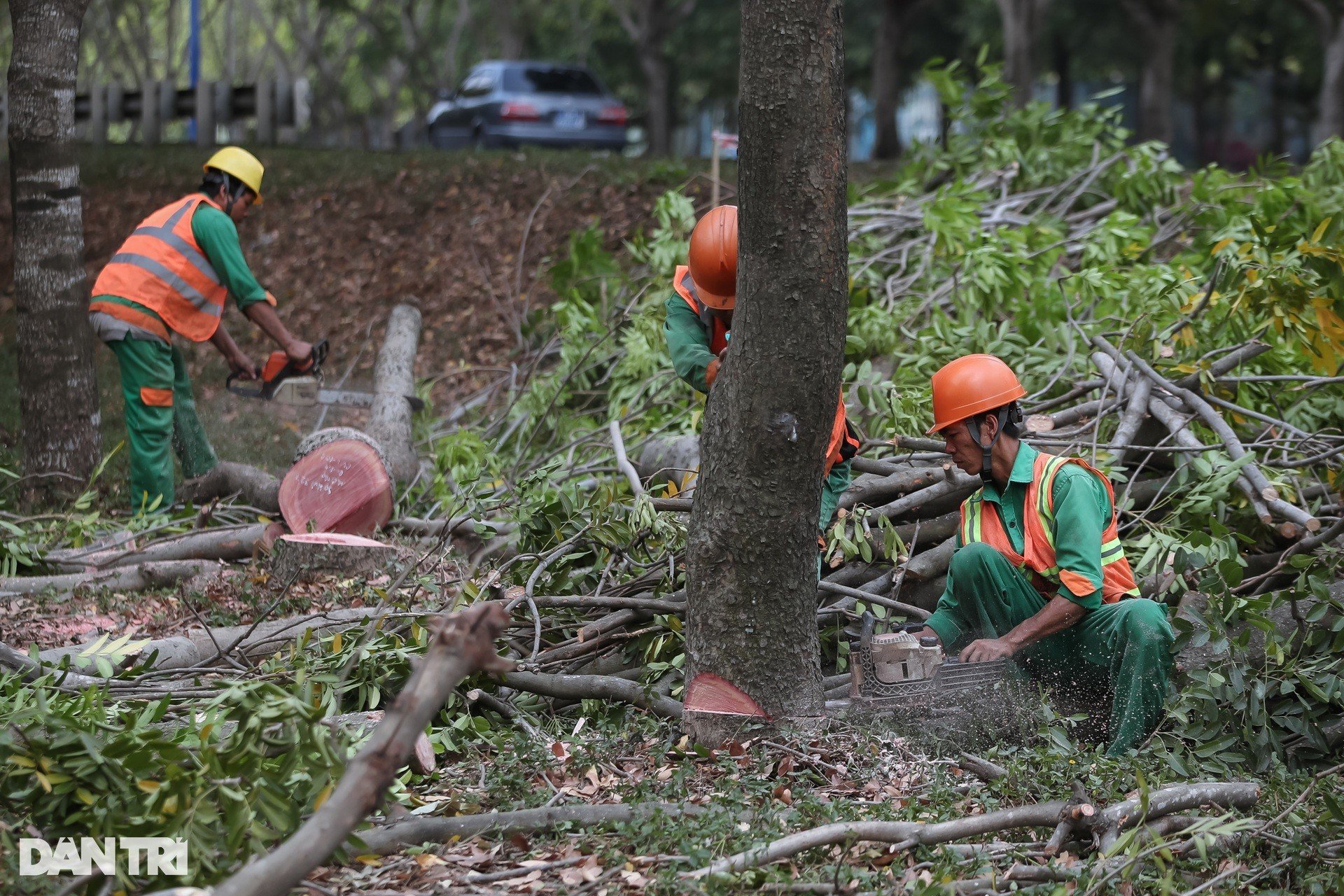 Des centaines d'arbres ont été déplacés pour construire la plus grande intersection de Ho Chi Minh-Ville, photo 6