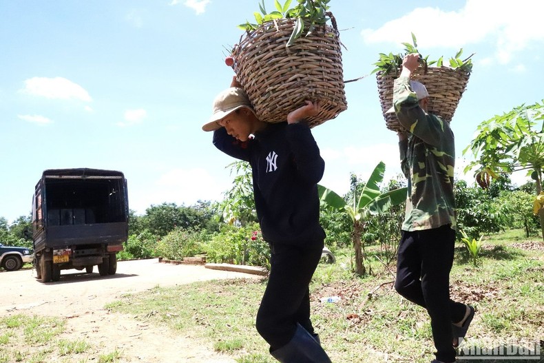 [Photo] Lychee harvest season in the Central Highlands photo 8