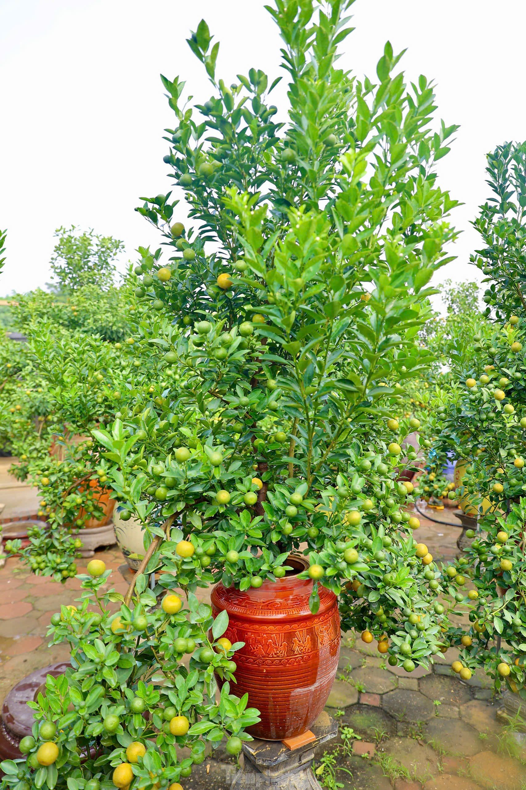 Les kumquats jaunissent, les jardiniers de Tu Lien sont occupés à préparer le Têt, photo 11