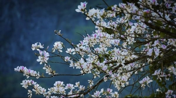 រលាយជាមួយផ្កា Bauhinia ដែលកំពុងរីកពេញផ្លូវបែបកំណាព្យ