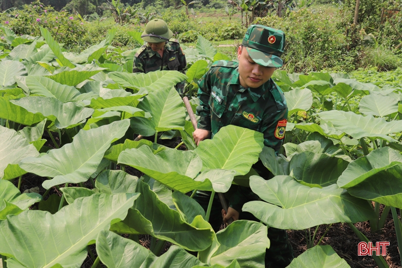 ホアハイ国境警備隊基地の緑豊かな農場で「迷子」