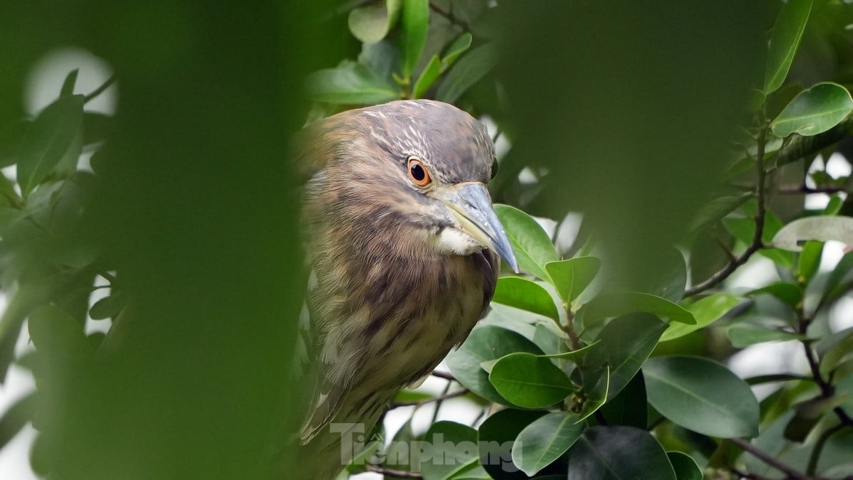 Les touristes apprécient de voir des volées d'oiseaux nicher naturellement au lac Hoan Kiem, photo 2