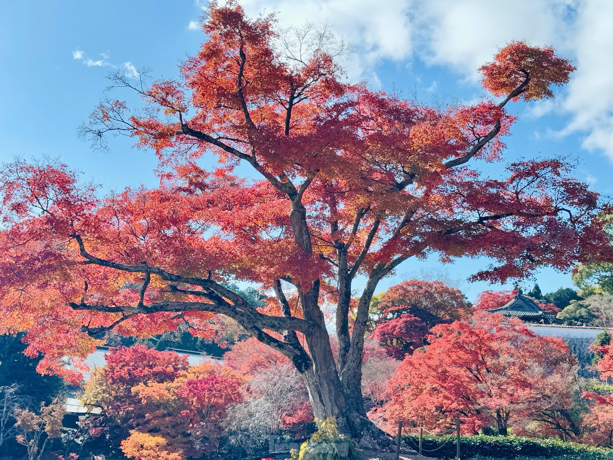 Fasziniert von der Herbstlandschaft mit roten und gelben Blättern in Japan, Foto 14