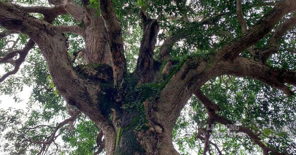 Der fast 400 Jahre alte Baum im heiligen Tempel von Nam Dinh ist ein Driftbaum, auch bekannt als Quéo, ein wilder Mangobaum.