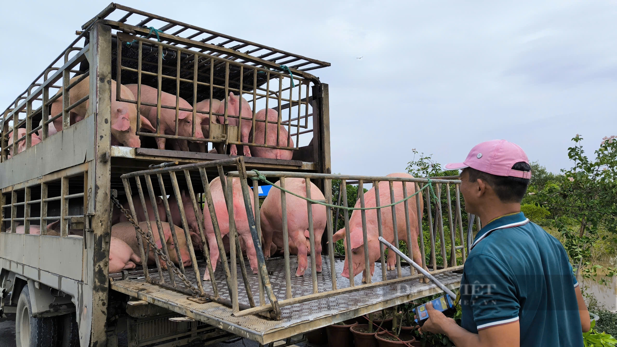 Nước lũ lên cao, nông dân ven đê ở Hưng Yên hối hả tìm mối bán đàn lợn tiền tỷ - Ảnh 6.