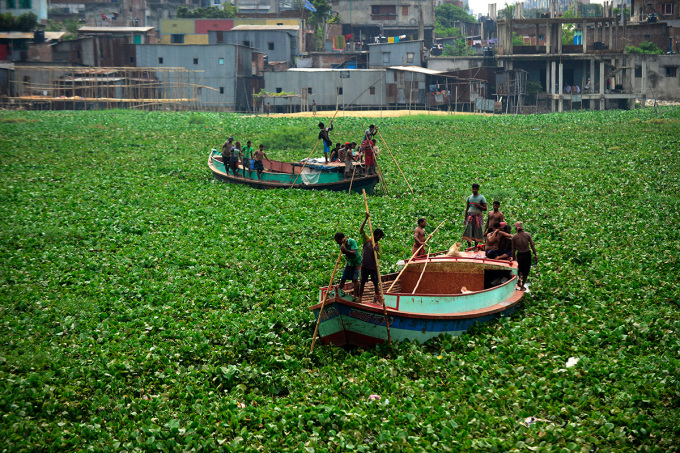 Bangladeschische Bootsfahrer navigieren 2014 durch dichte Wasserhyazinthen auf dem Buriganga-Fluss. Foto: AFP