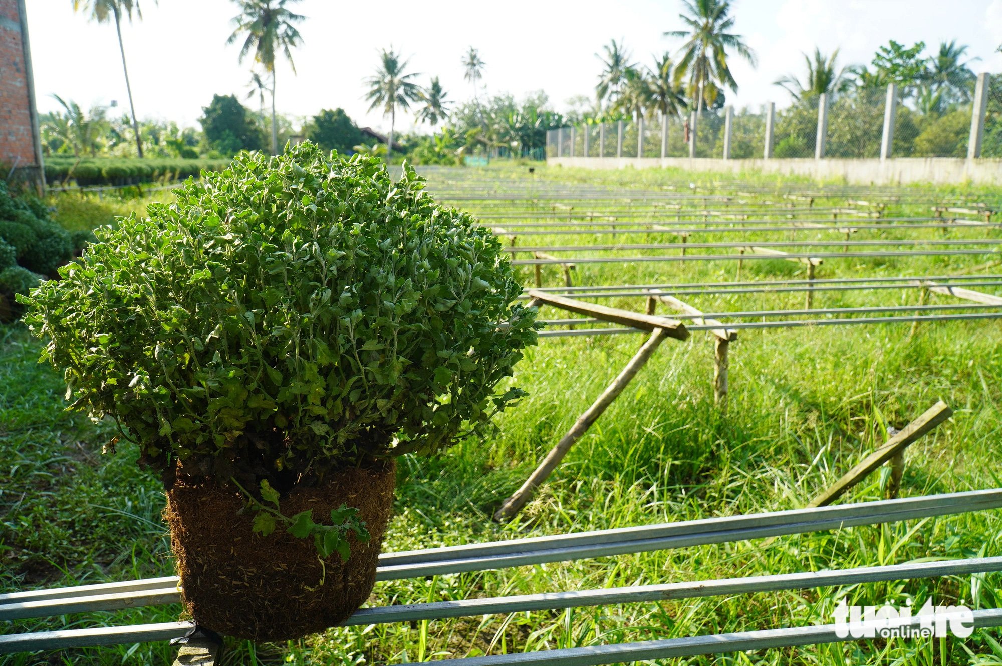 Việc nhổ bỏ cúc mâm xôi chậm ra bông ở Bến Tre thể hiện sự năng động của nhà vườn? - Ảnh 2.