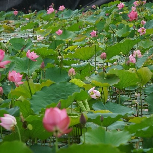 Les fleurs de lotus fleurissent et sont parfumées dans la patrie de l'oncle Ho.