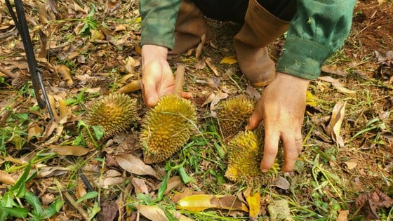 Buah durian rontok sebelum waktunya, petani mengalami kerugian (gambar 4).