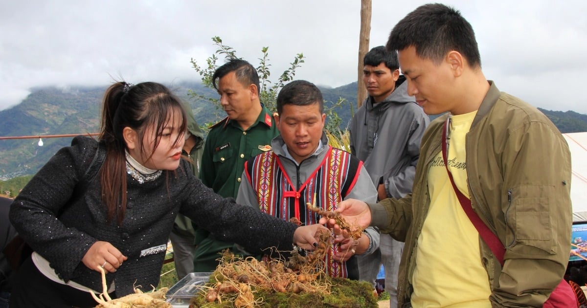 Hàng trăm hộ dân làm giàu, tậu ô tô nhờ cây "quốc bảo"