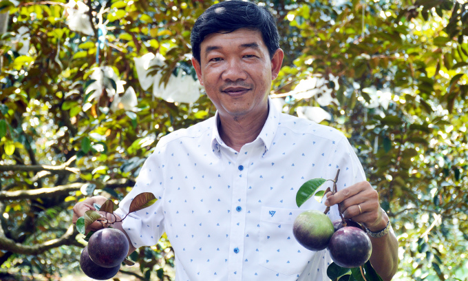 El señor Nhan cosecha manzanas estrelladas en el jardín. Foto: An Minh