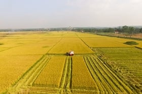 El distrito de Cam Lo cooperará en la producción de campo a gran escala con el Grupo Loc Troi.