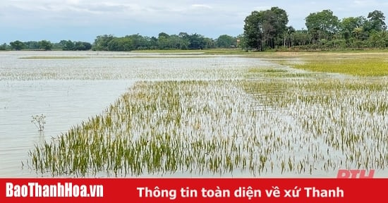 Nguy cơ mất trắng hàng chục ha lúa xuân do ngập sâu trong biển nước