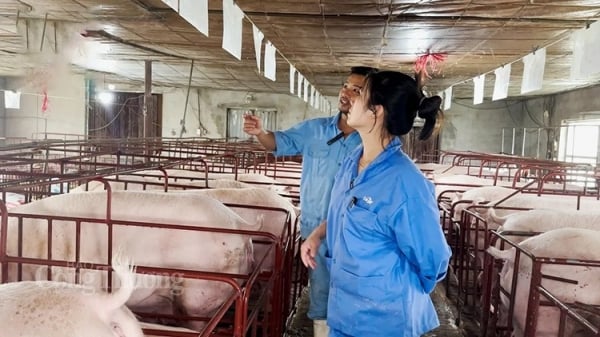 Schweinepreis heute 13.11.2024: Leichter Rückgang im Süden 1.000