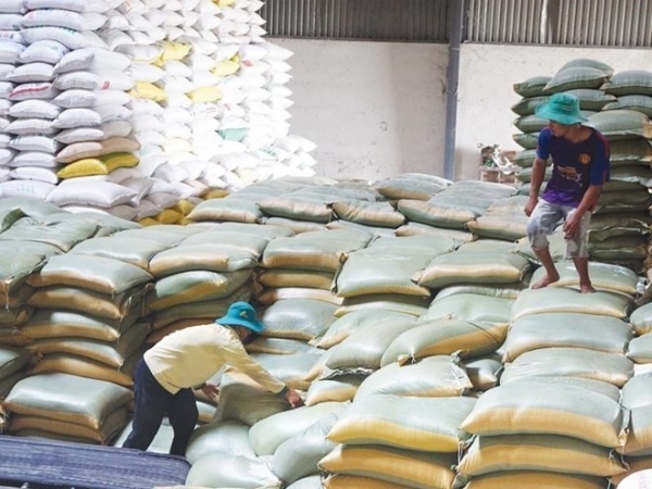 Subasta de 2.300 toneladas de arroz del Departamento de Reserva Estatal de la región de Thanh Hoa