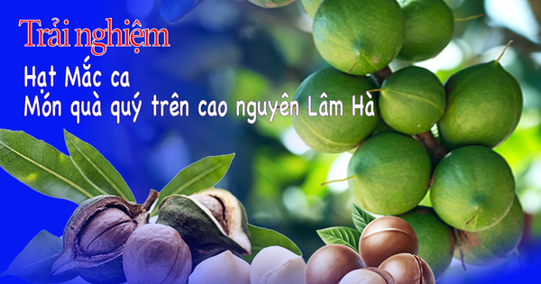 Hạt Mắc ca – Món quà quý trên cao nguyên Lâm Hà