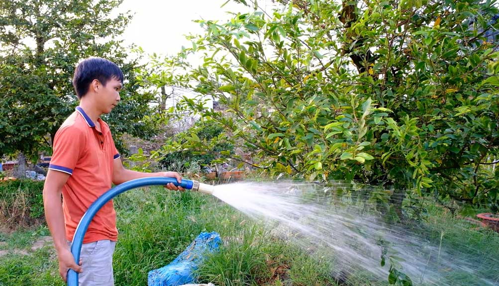 Con 200 albaricoqueros, el señor Hien tiene que contratar más trabajadores para cuidarlos y así no llegar tarde a la temporada de flores. Foto: Mi Ly