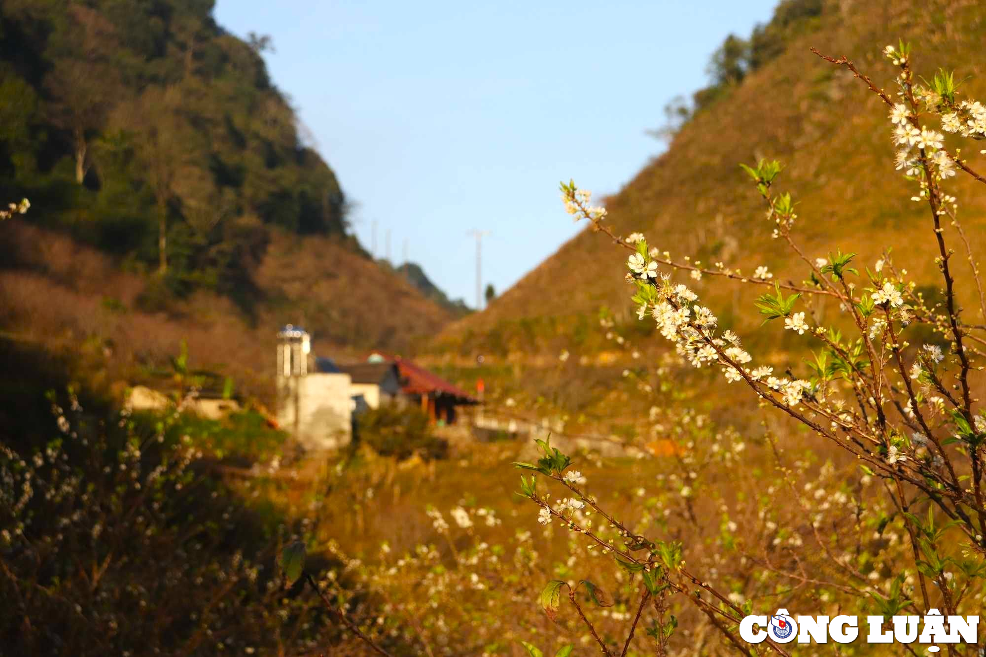 Las flores del valle de allá añaden un color primaveral a la mesa del soñador, foto 2